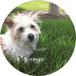Image of a white terrier dog named Polly.